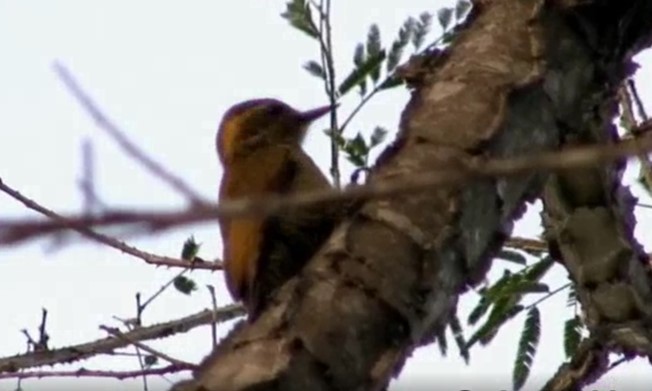 Yellow-eared Woodpecker - ML508088971