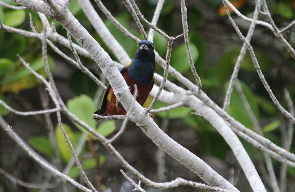 Chestnut-bellied Euphonia - ML50808911