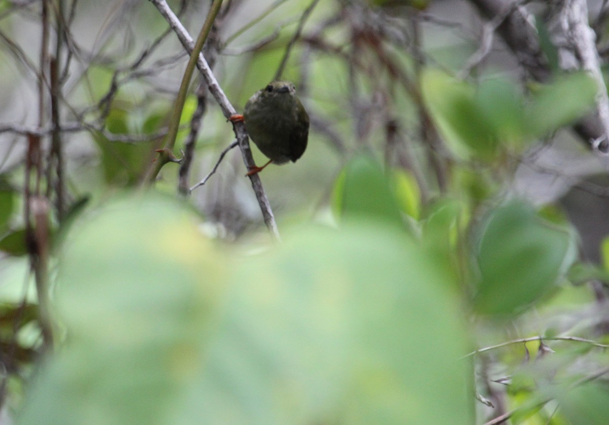 White-bearded Manakin - ML50808951