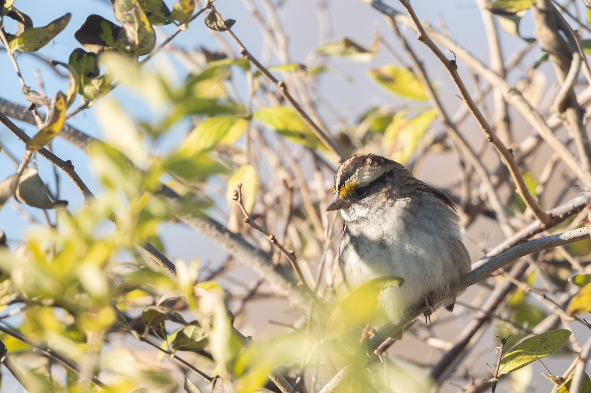 White-throated Sparrow - ML508089531