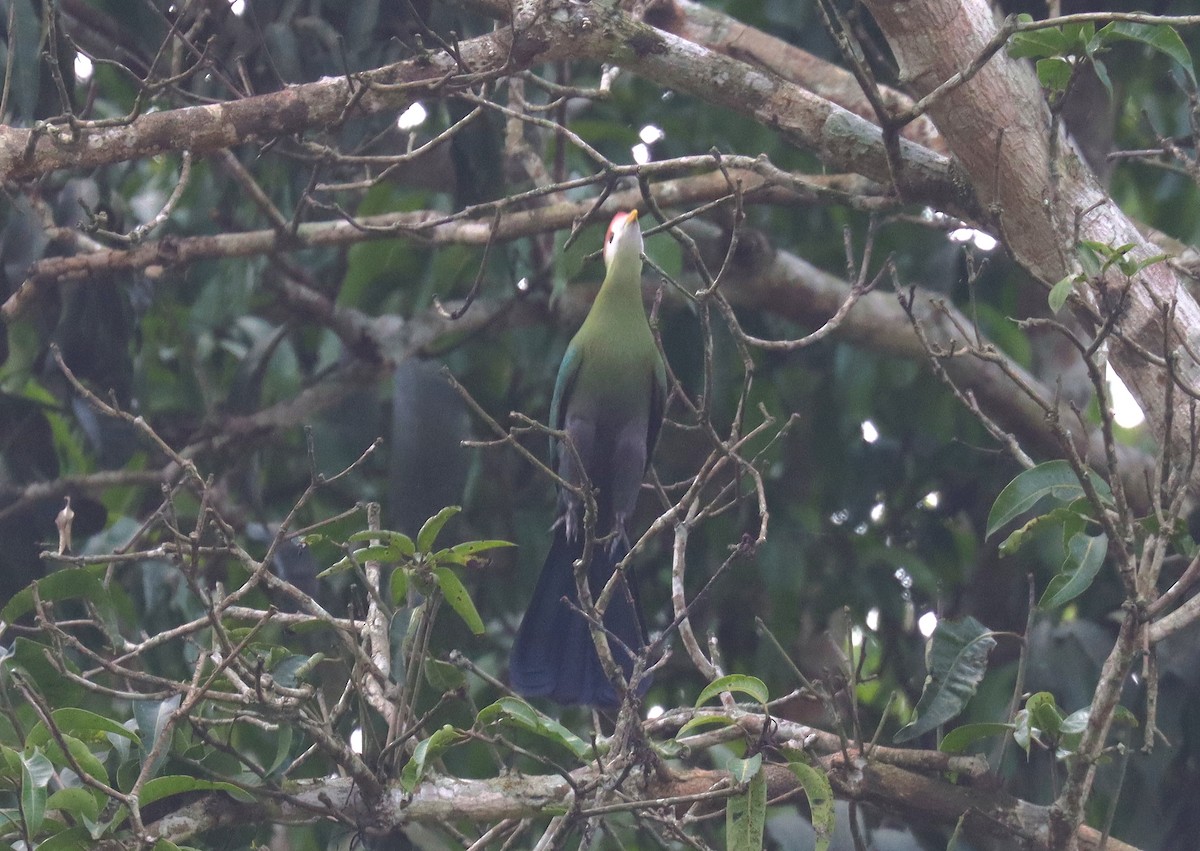 Red-crested Turaco - Wayne Paes