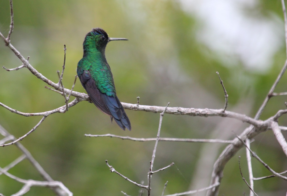 Violet-capped Woodnymph - ML50808991