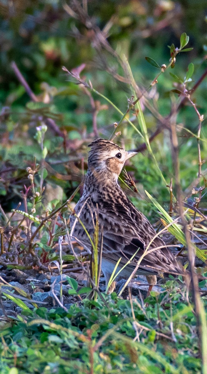 Oriental Skylark - P D Prasad