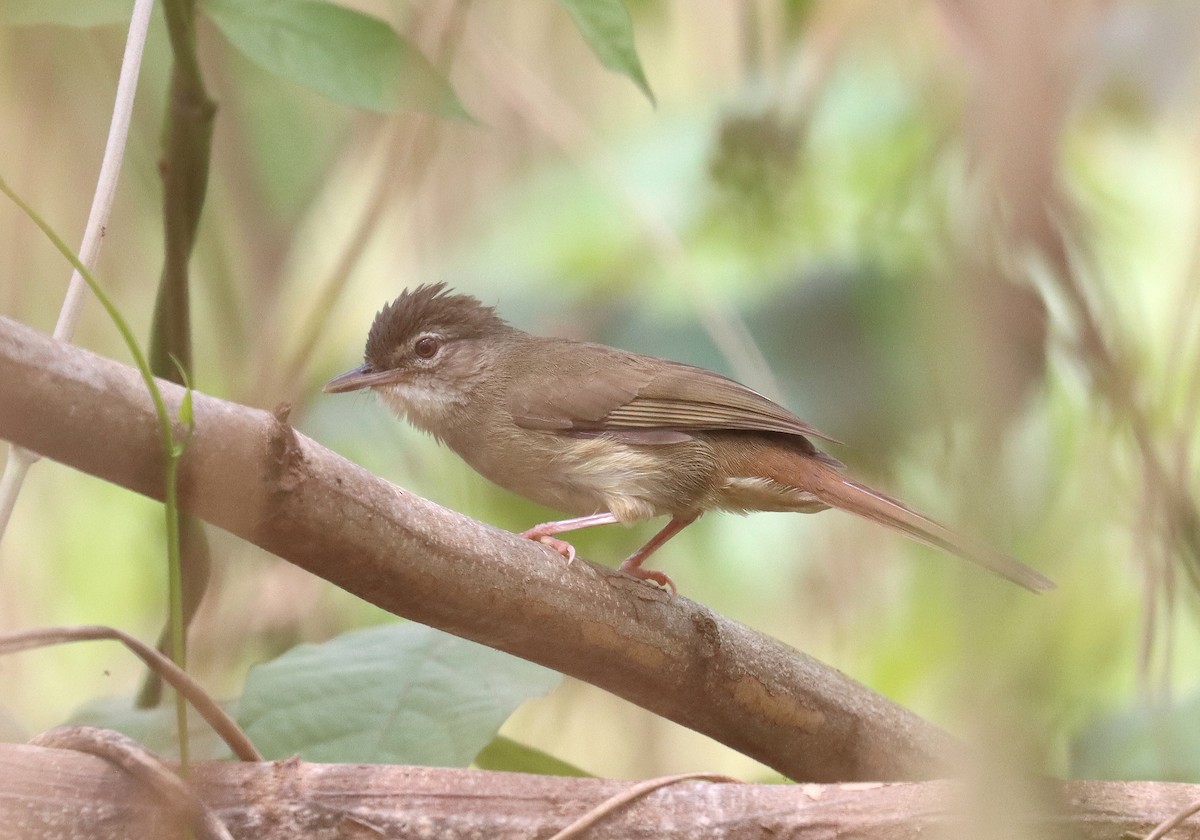 Pale-olive Greenbul - ML508090281