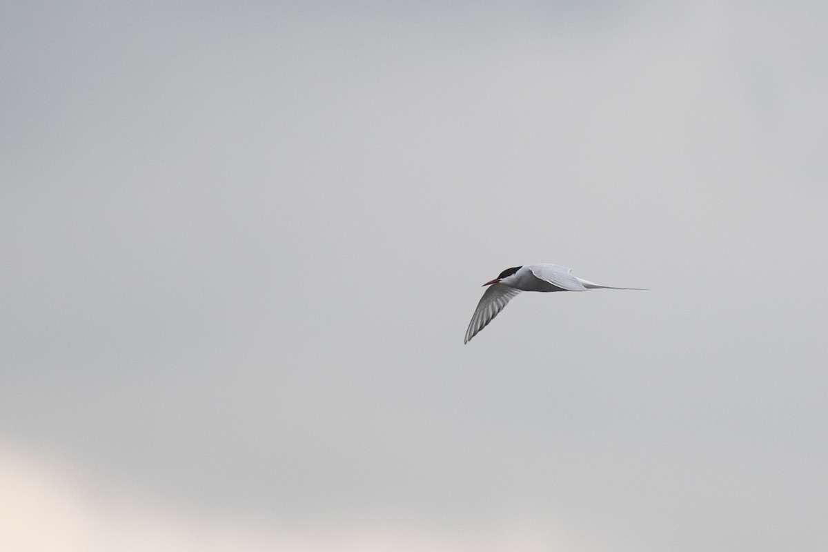 Arctic Tern - Brian Quindlen