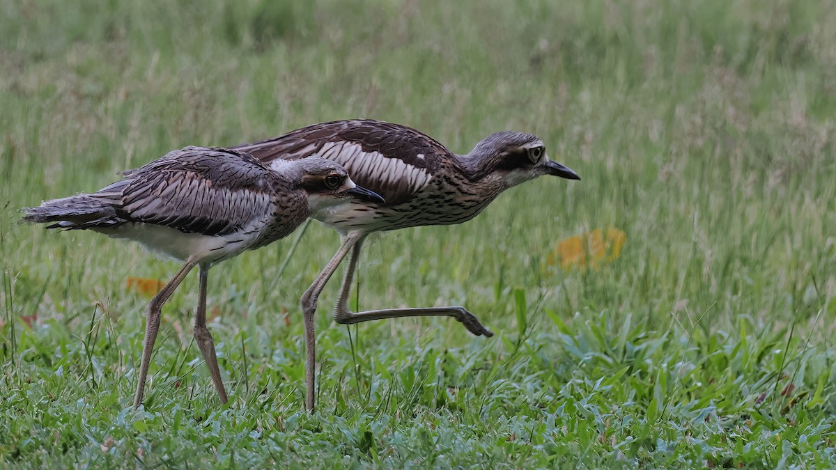 Bush Thick-knee - ML508091151