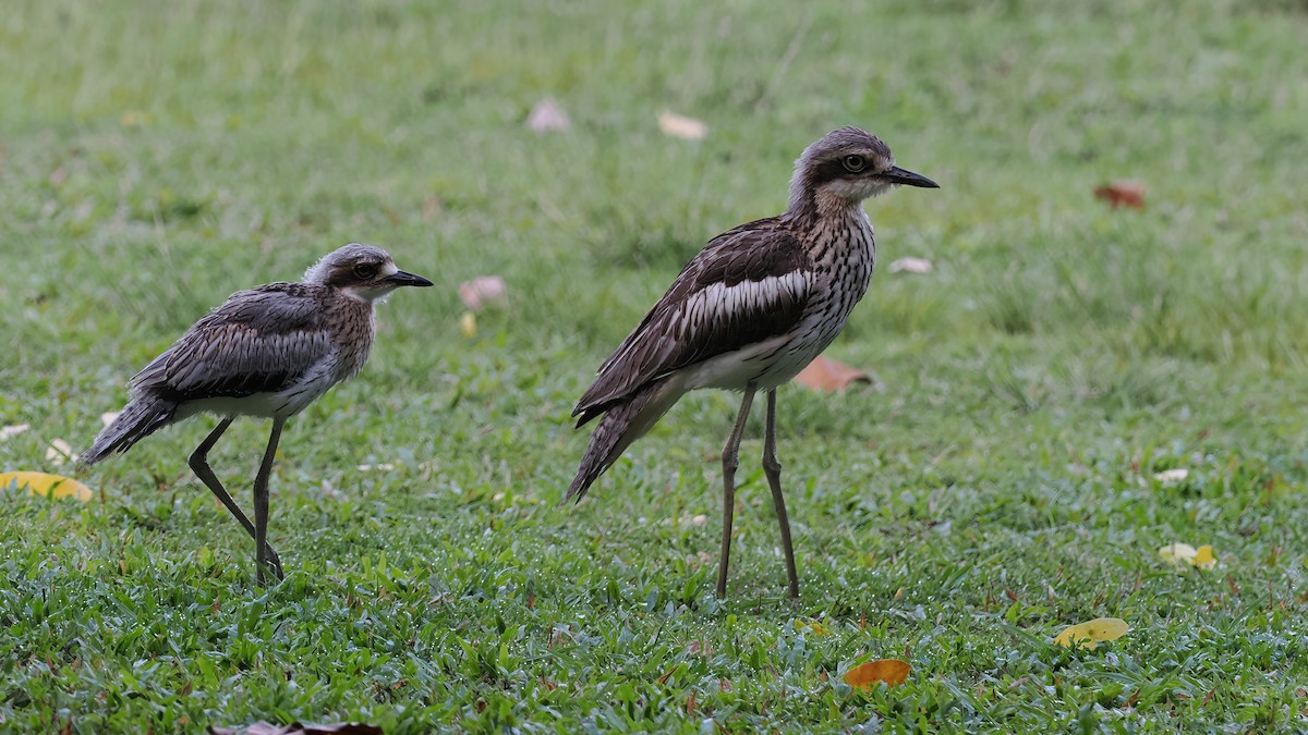 Bush Thick-knee - Len and Chris Ezzy