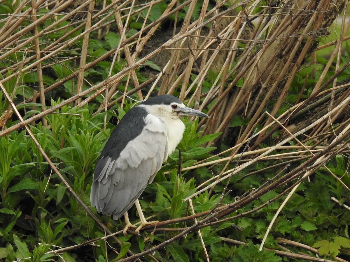 Black-crowned Night Heron - ML508091191