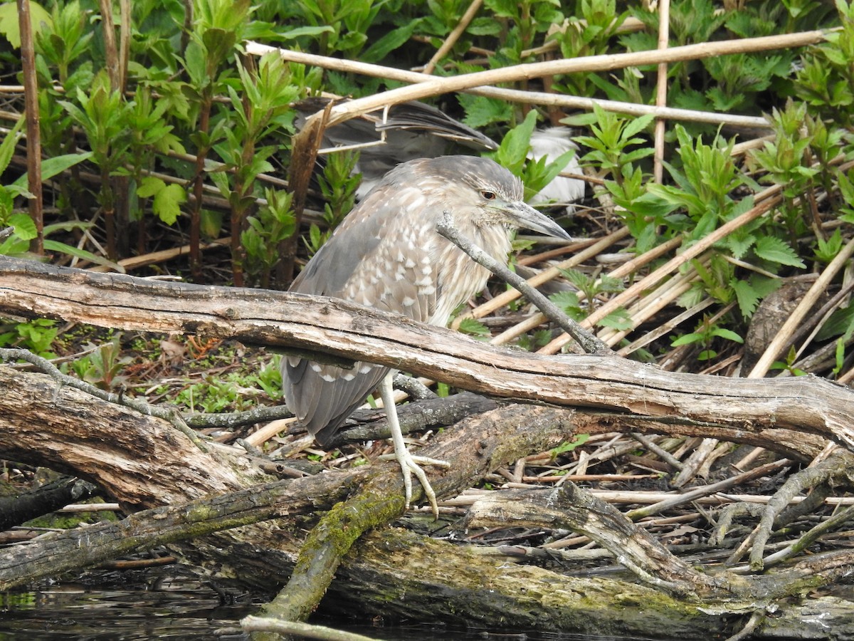 Black-crowned Night Heron - ML508091201