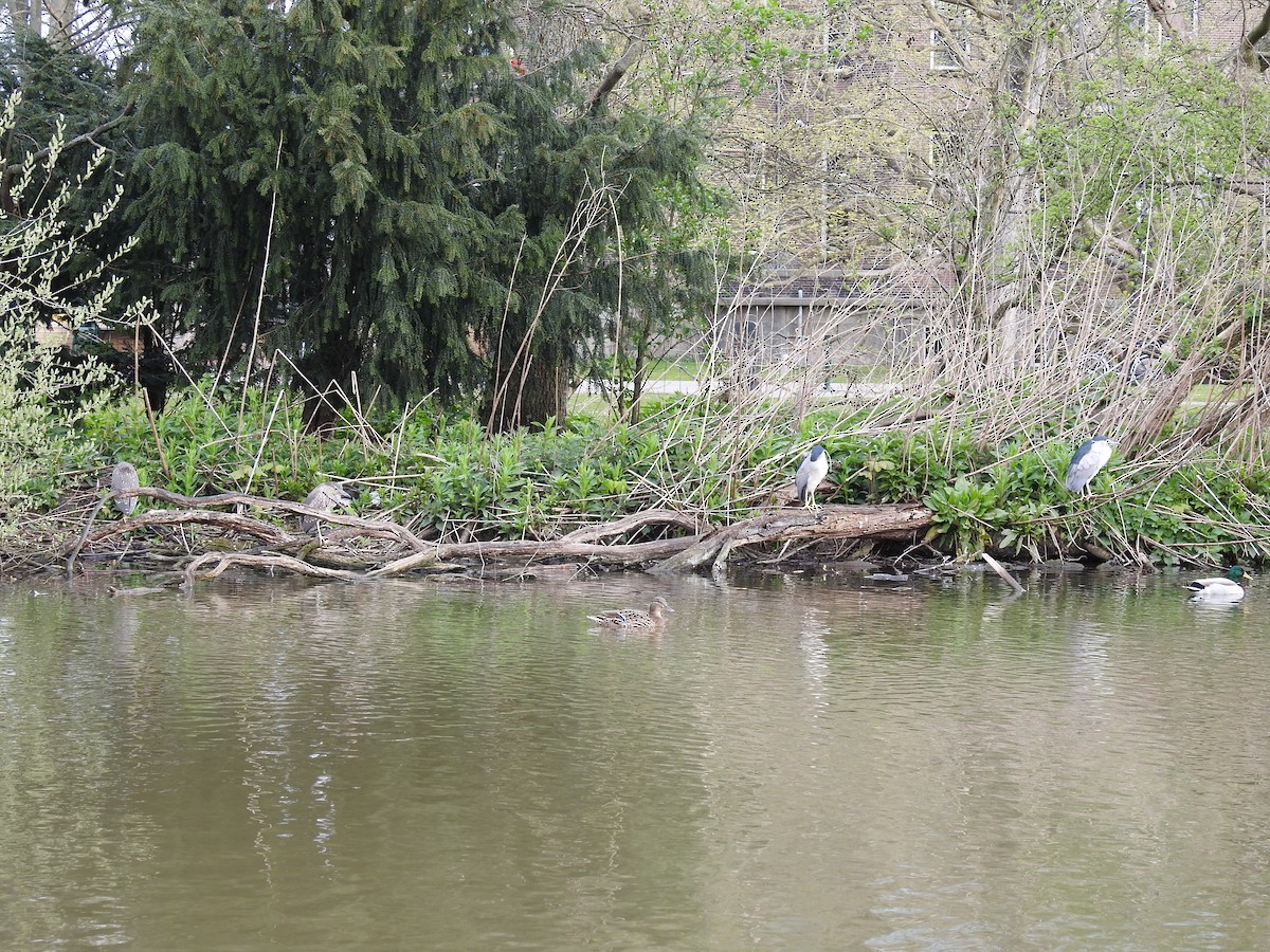 Black-crowned Night Heron - ML508091211