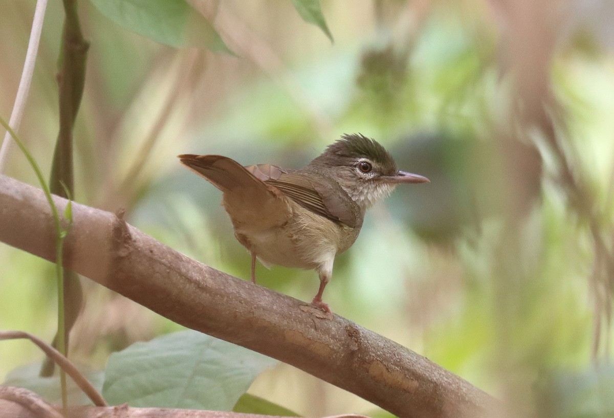 Pale-olive Greenbul - ML508091251