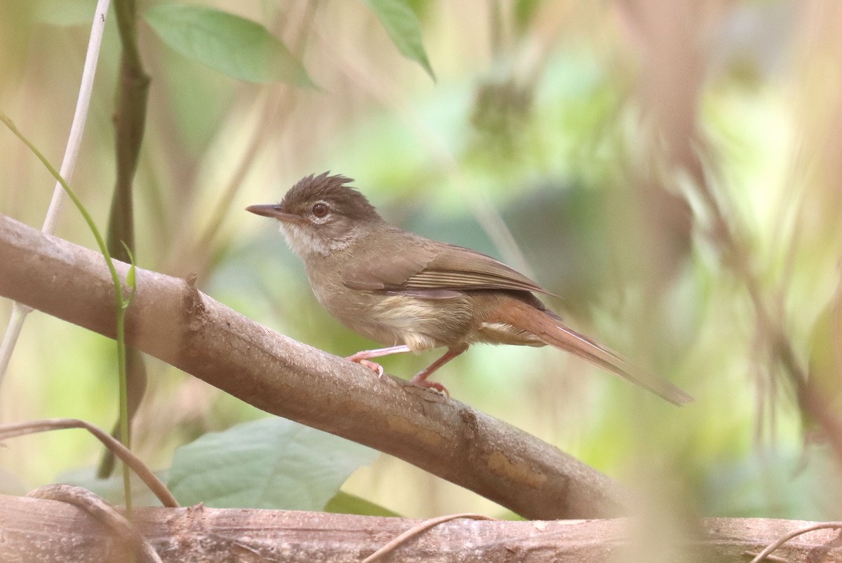 Pale-olive Greenbul - ML508091541