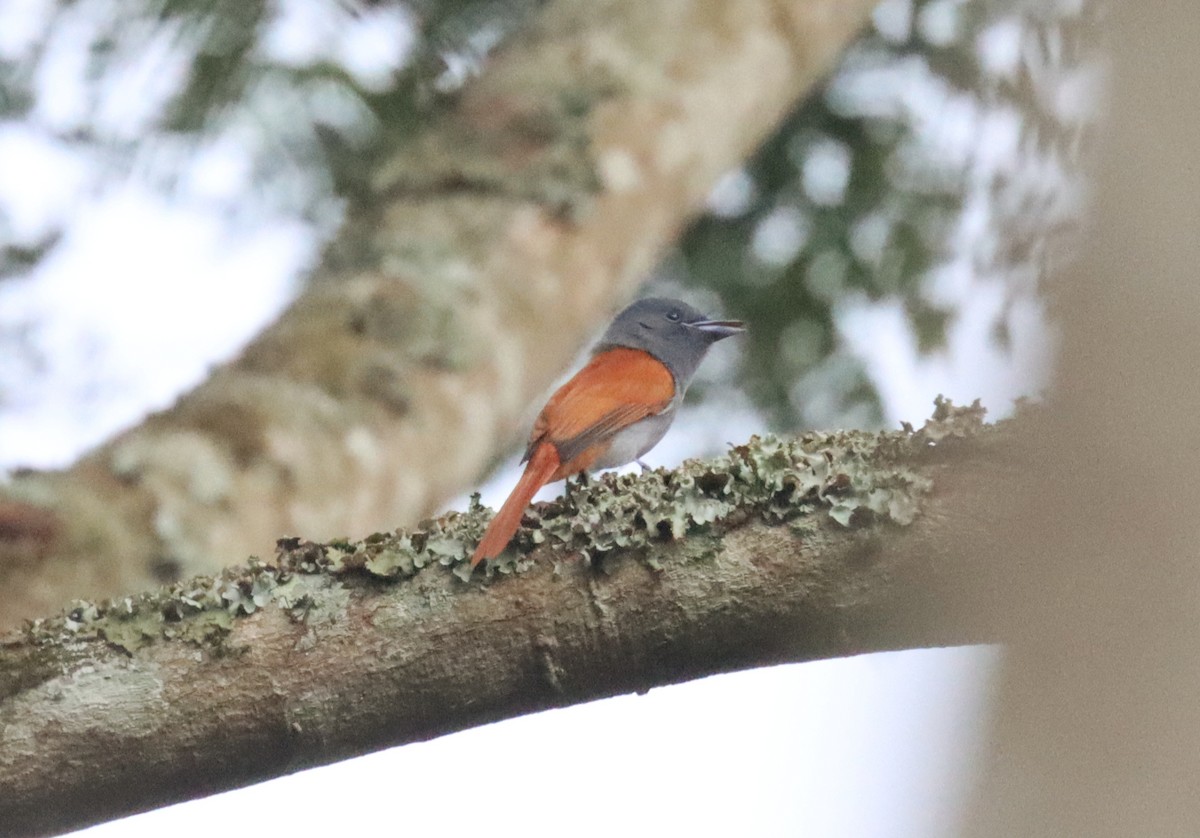 Bates's Paradise-Flycatcher - Wayne Paes