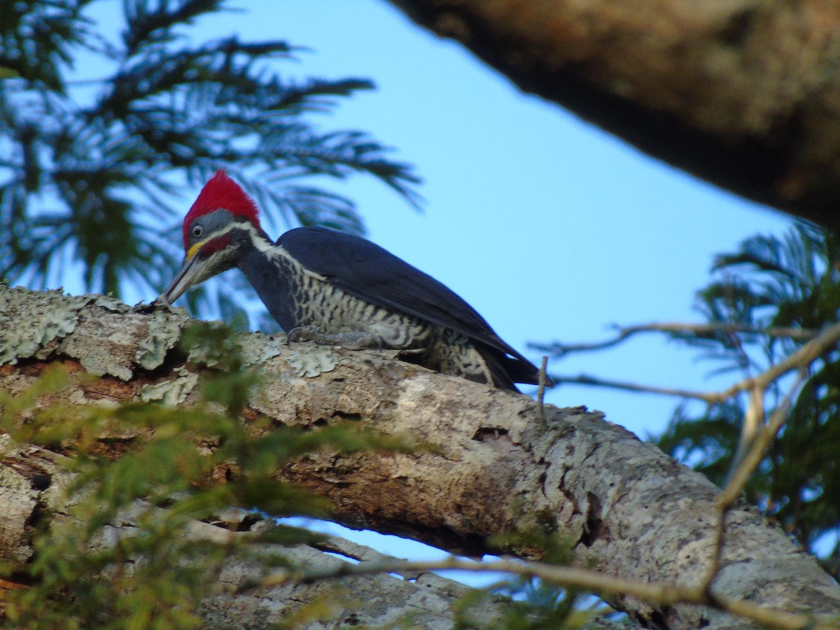 Lineated Woodpecker - WILLIAM MACIEL
