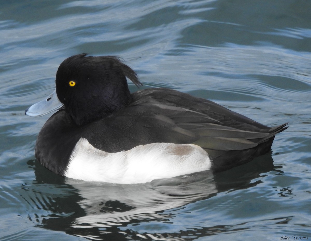 Tufted Duck - ML508092711
