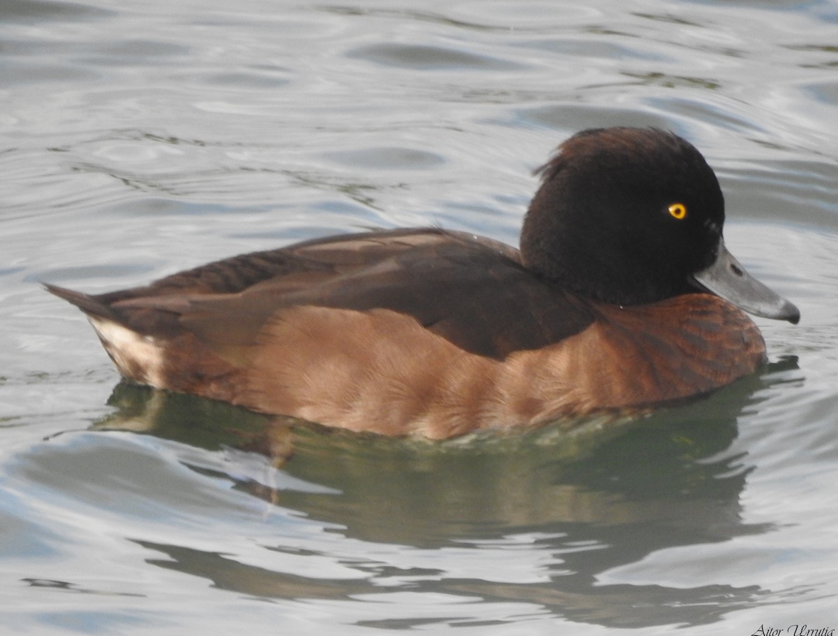 Tufted Duck - ML508092721