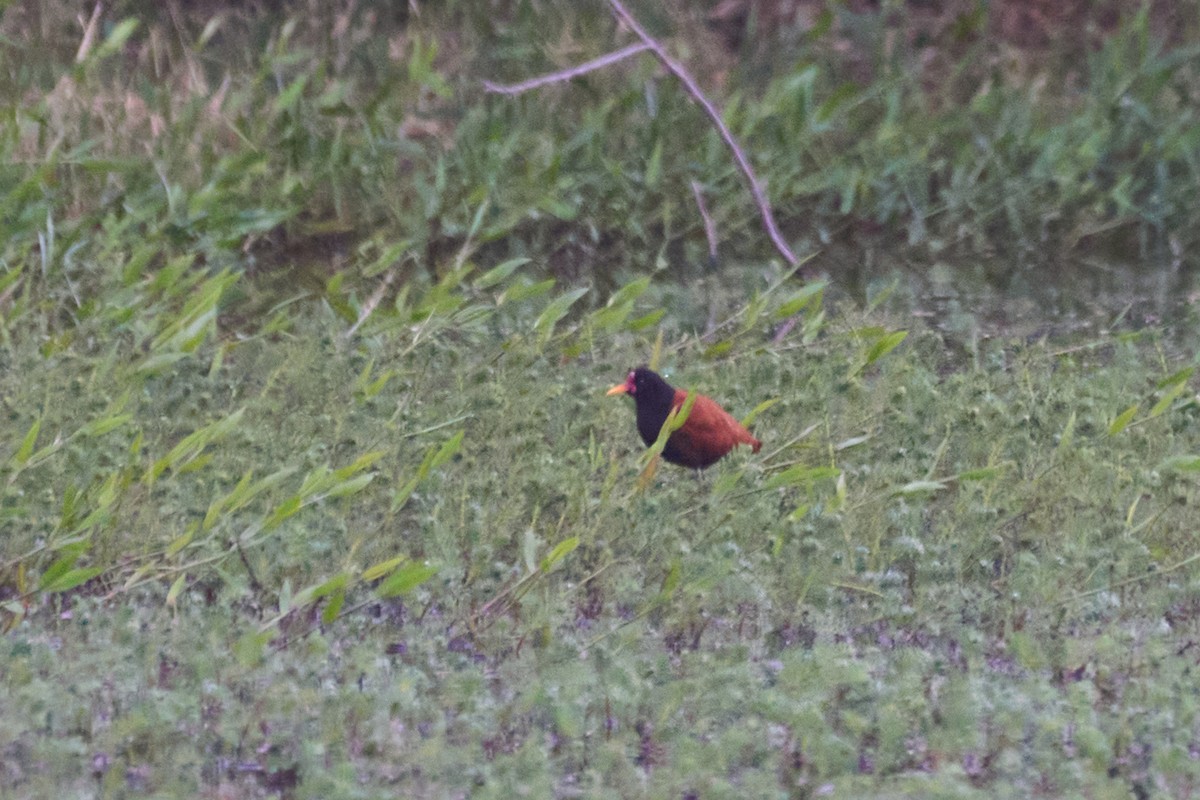 Jacana Suramericana - ML508093111