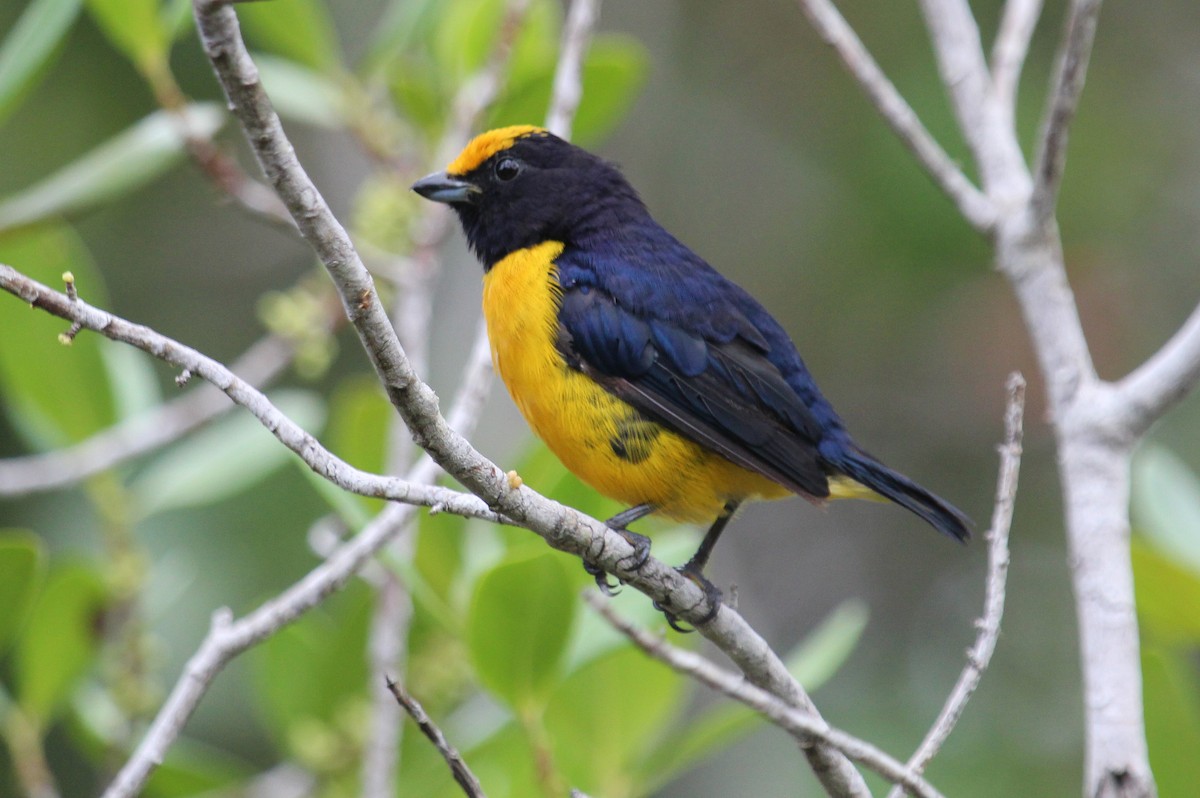 Orange-bellied Euphonia - ML50809321