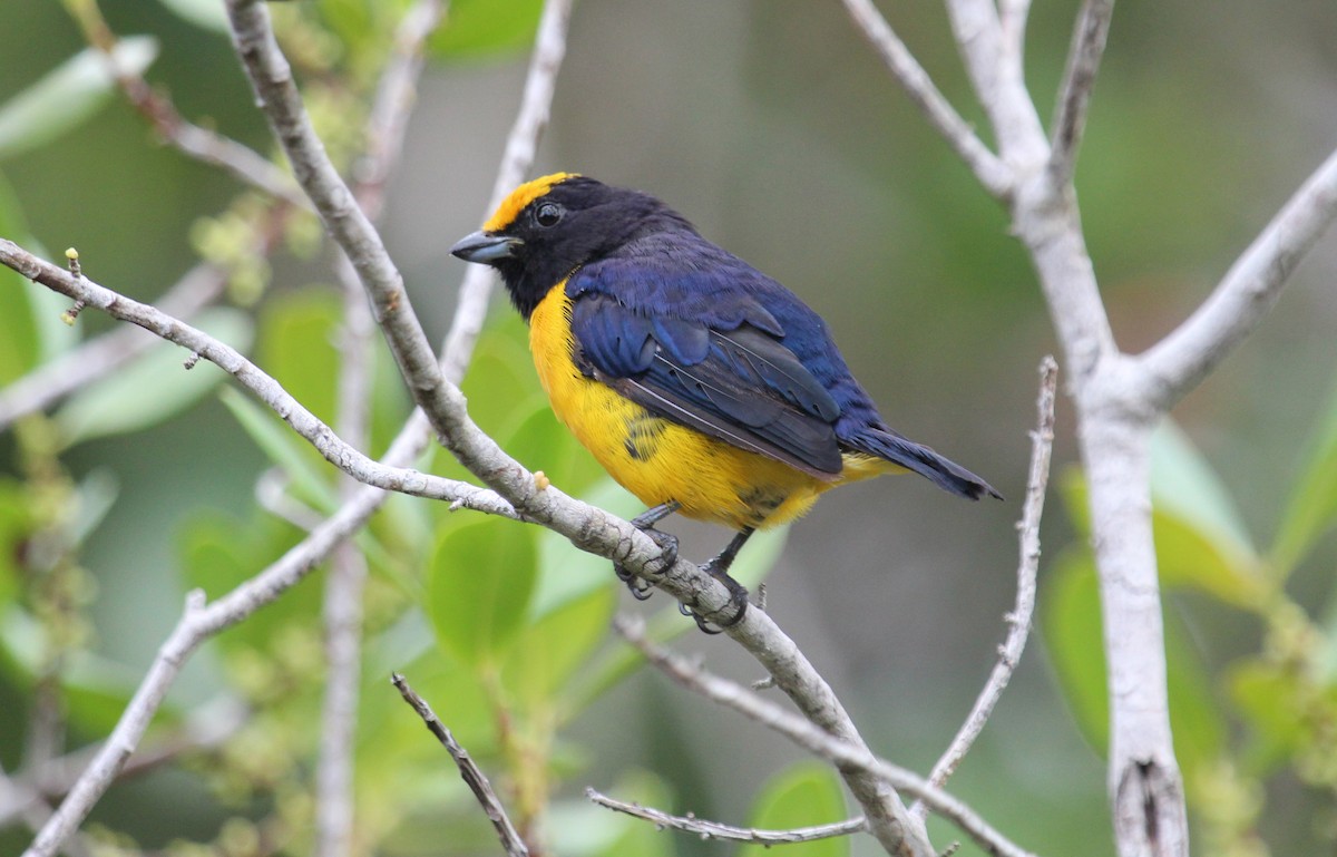 Orange-bellied Euphonia - ML50809341