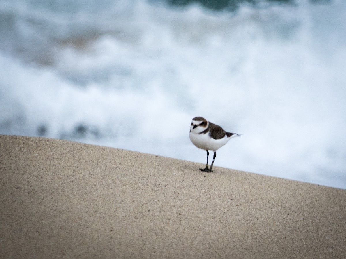 Kentish Plover - ML508093451