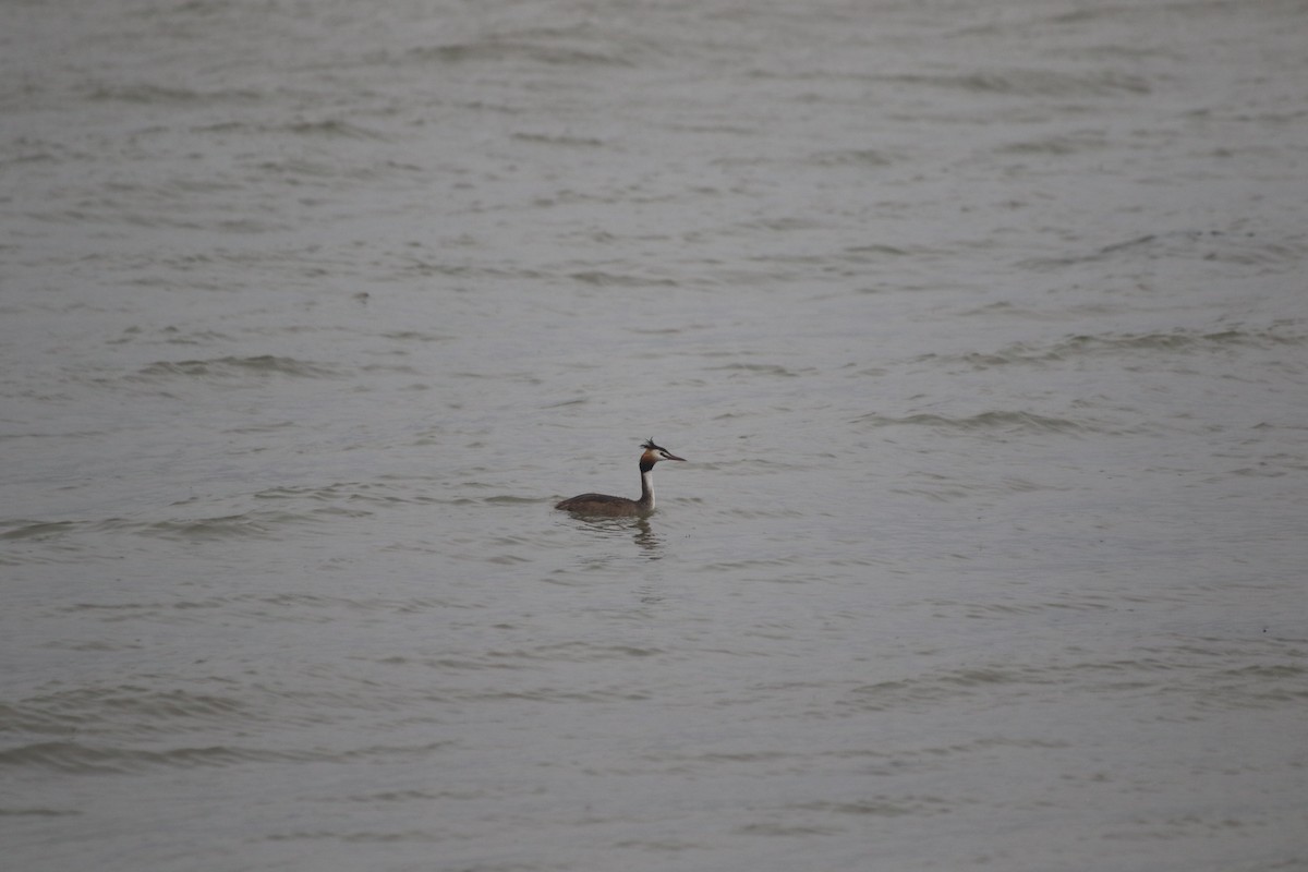 Great Crested Grebe - ML508093761