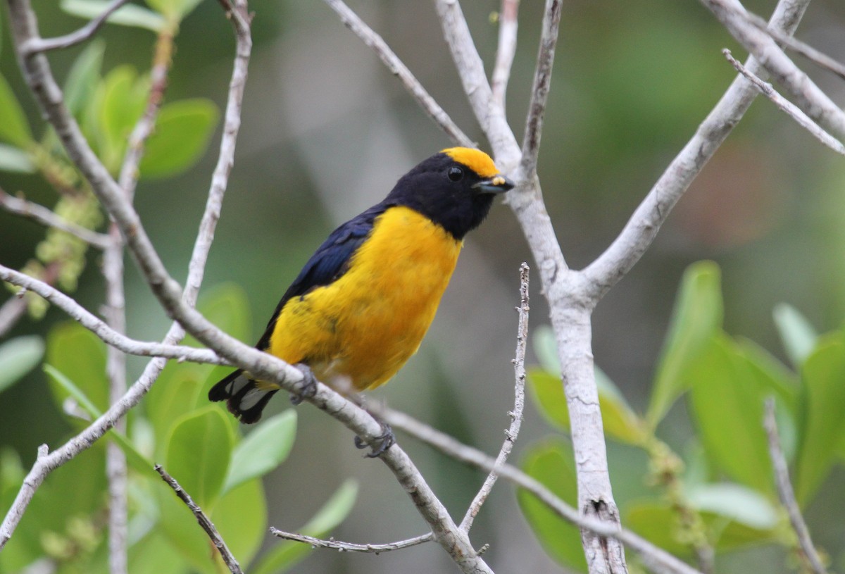 Orange-bellied Euphonia - ML50809401