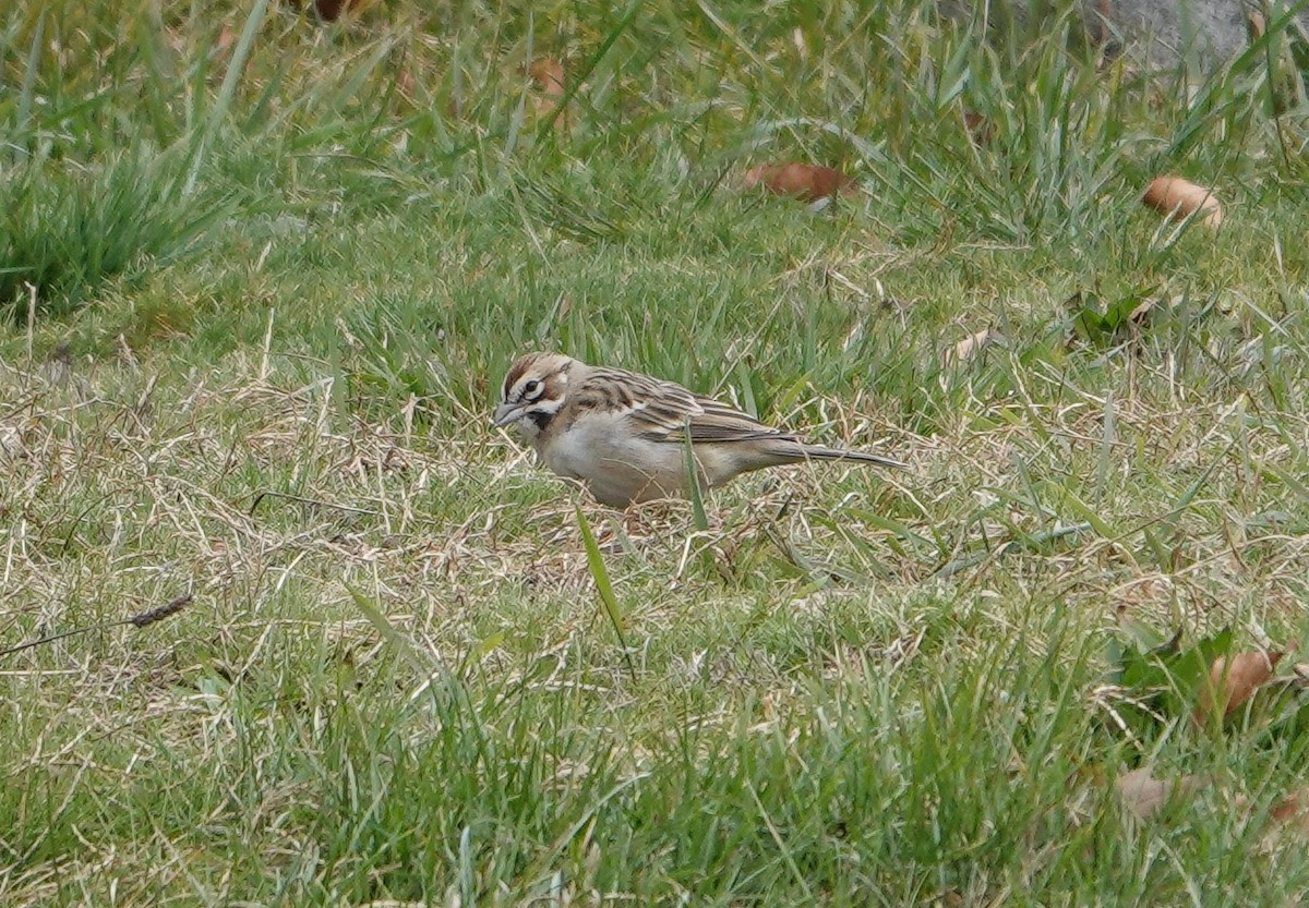 Lark Sparrow - Paul  McPartland