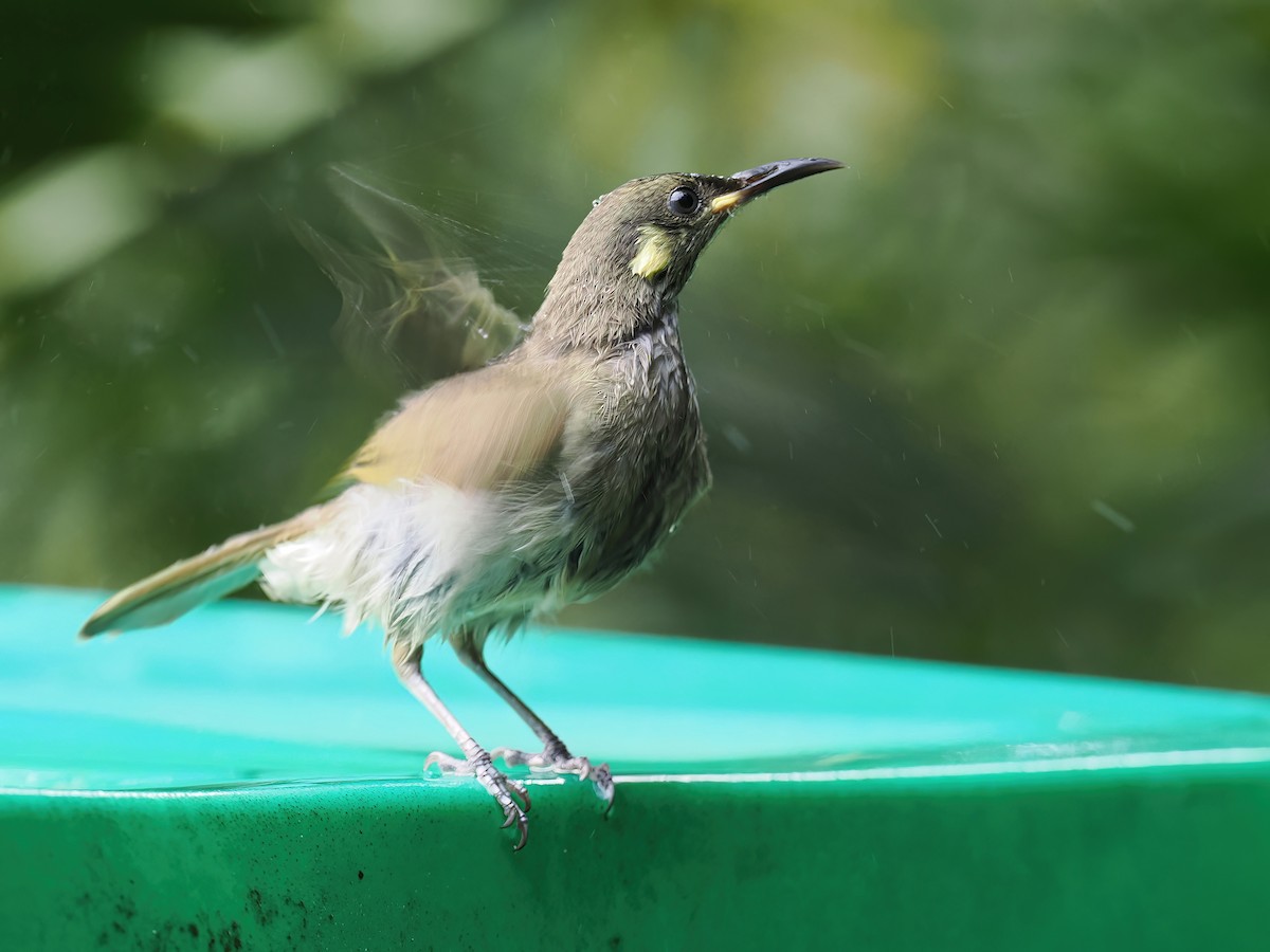 Yellow-spotted Honeyeater - Len and Chris Ezzy