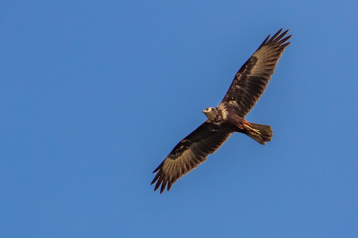 Eastern Marsh Harrier - Ikbal  Babu