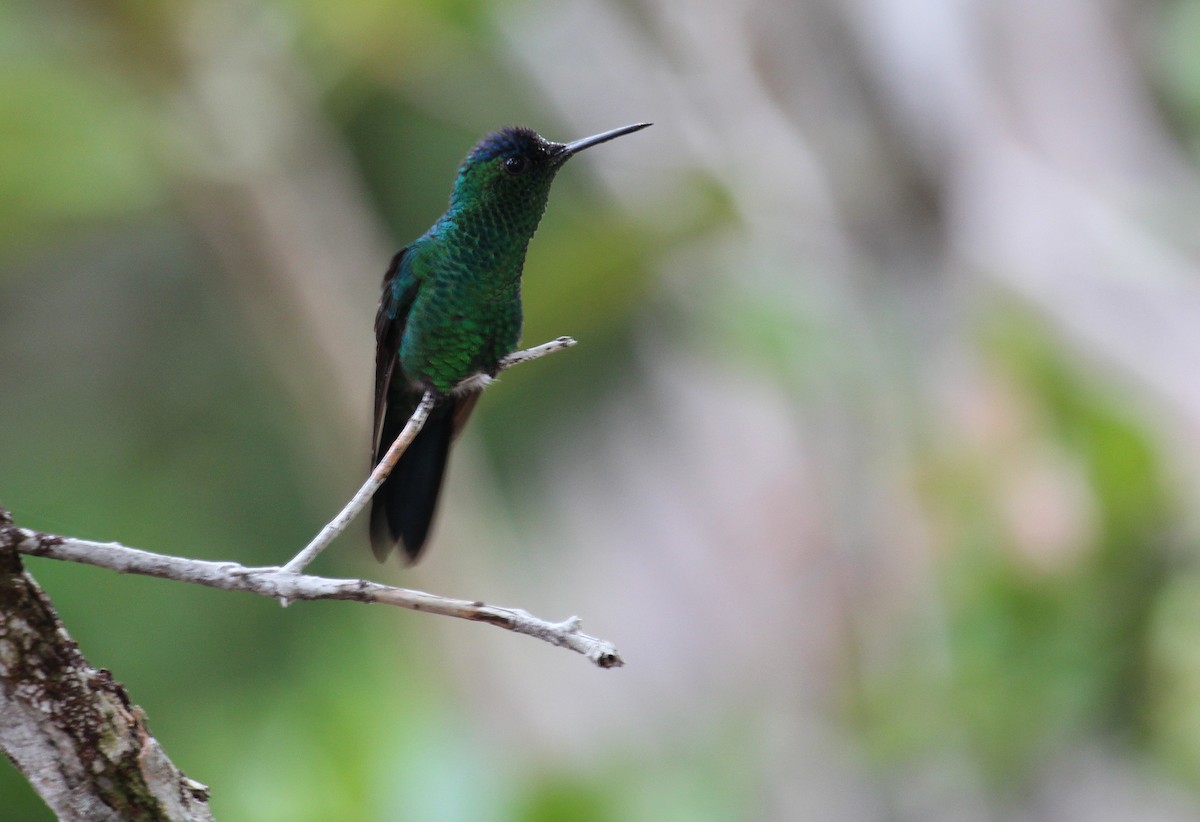 Violet-capped Woodnymph - ML50809681