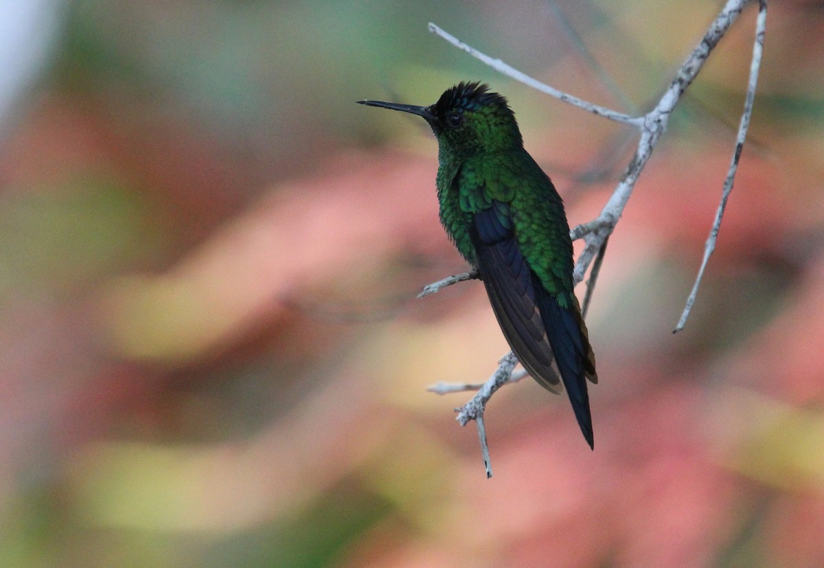 Violet-capped Woodnymph - ML50809691