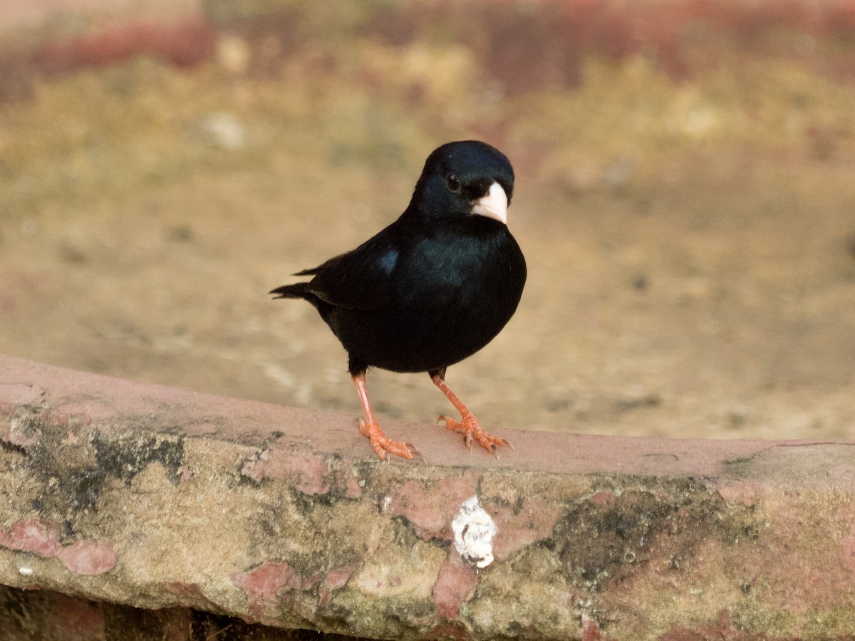 Village Indigobird - ML508097471