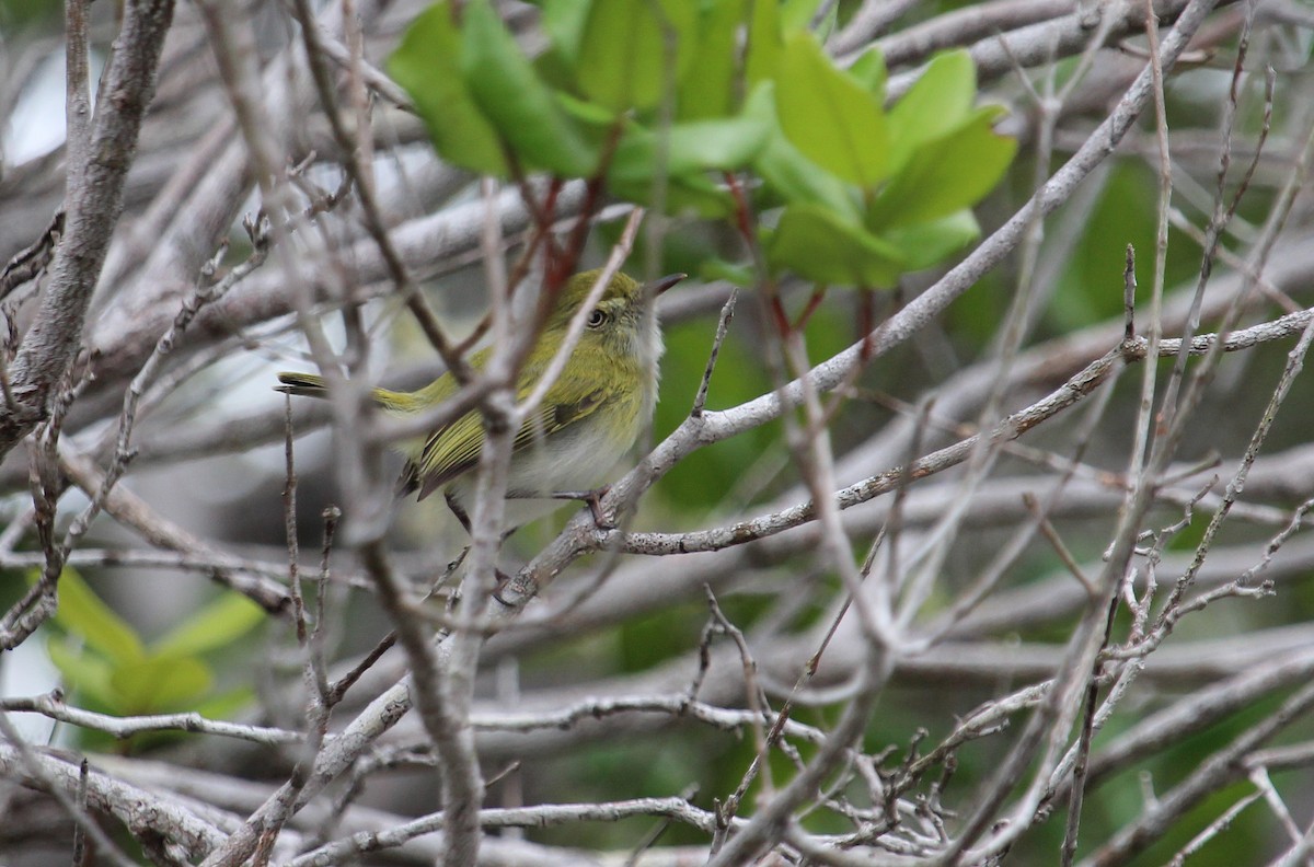 Hangnest Tody-Tyrant - ML50809751