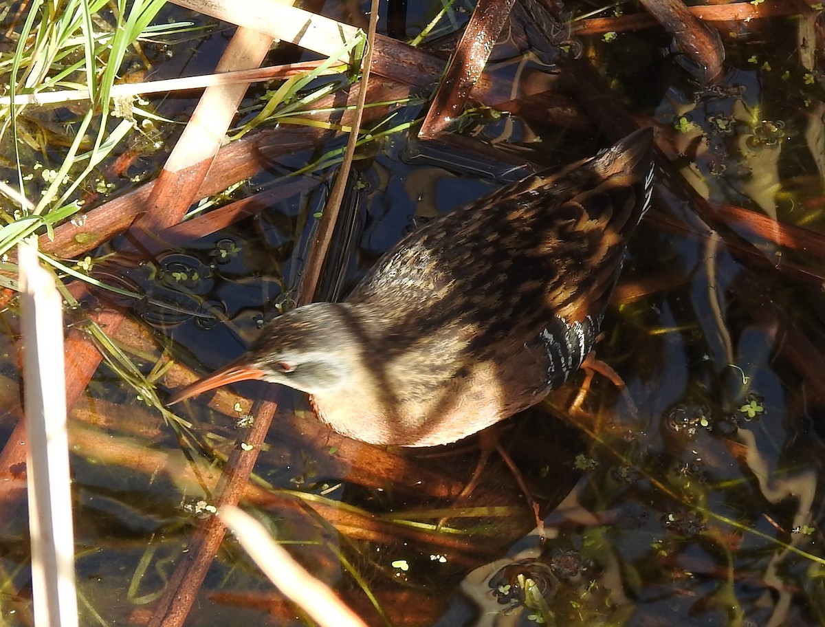 Virginia Rail - ML508098311