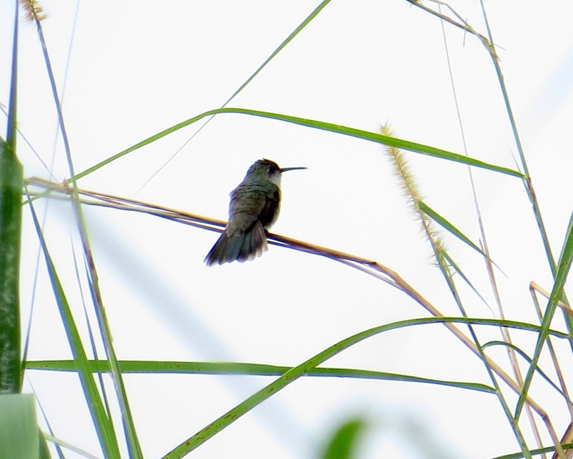 Olive-spotted Hummingbird - ML508100441