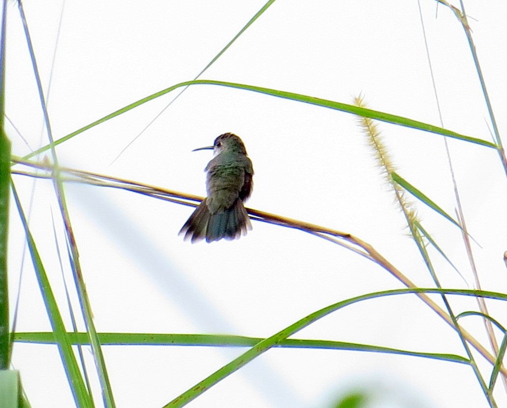 Olive-spotted Hummingbird - ML508100451