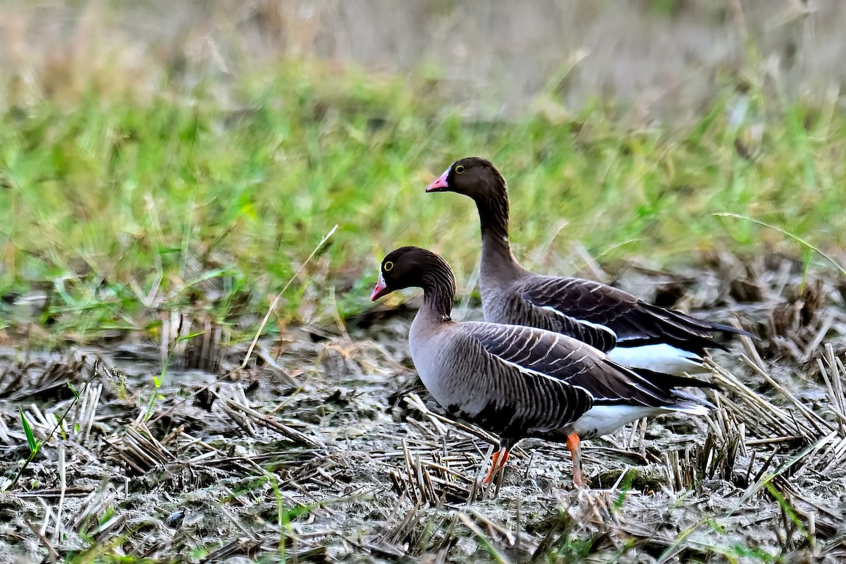 Lesser White-fronted Goose - Maki H