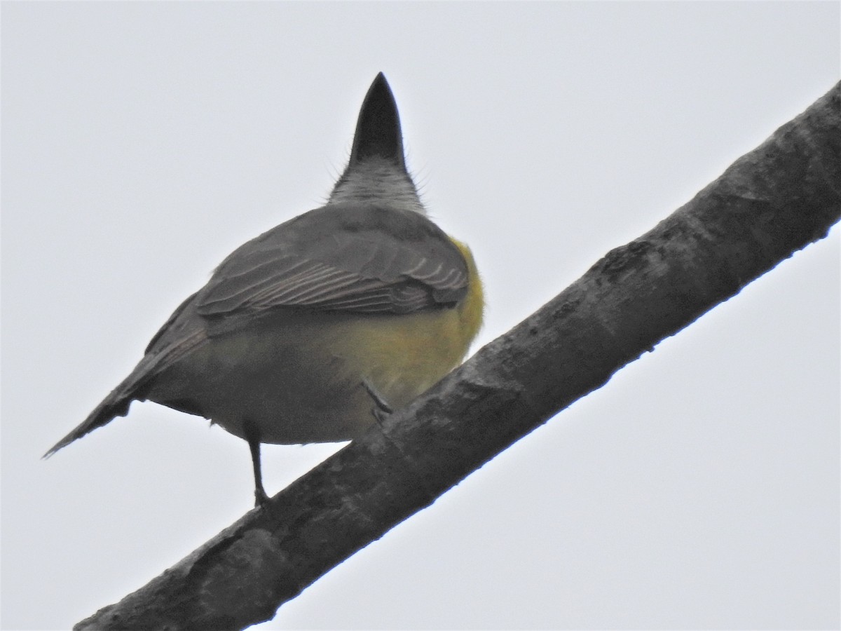 Boat-billed Flycatcher - Susan Brauning