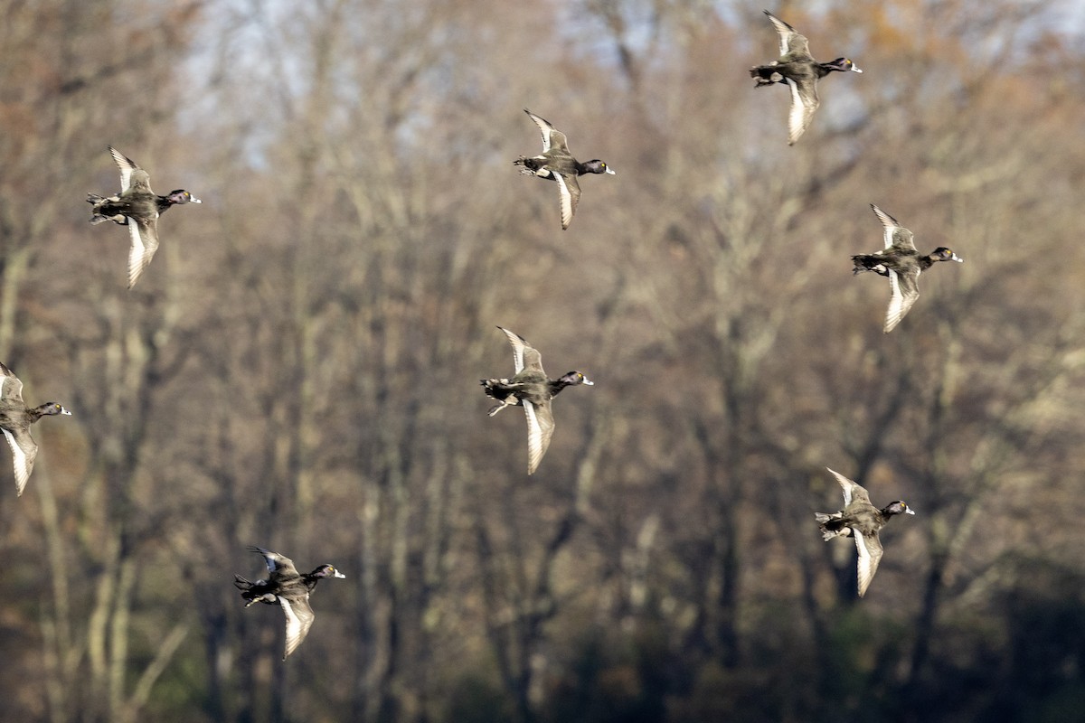 Ring-necked Duck - ML508103081