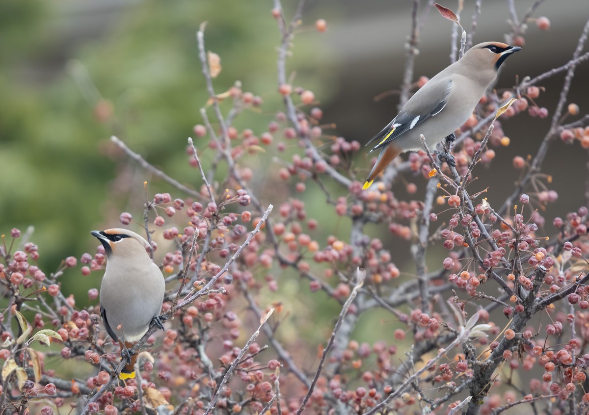 Bohemian Waxwing - ML508103101