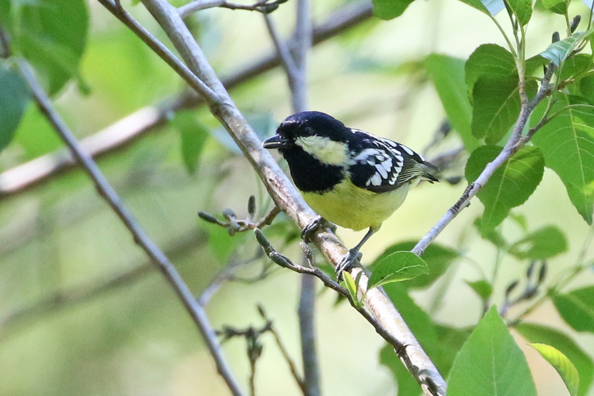 Elegant Tit - Charley Hesse TROPICAL BIRDING