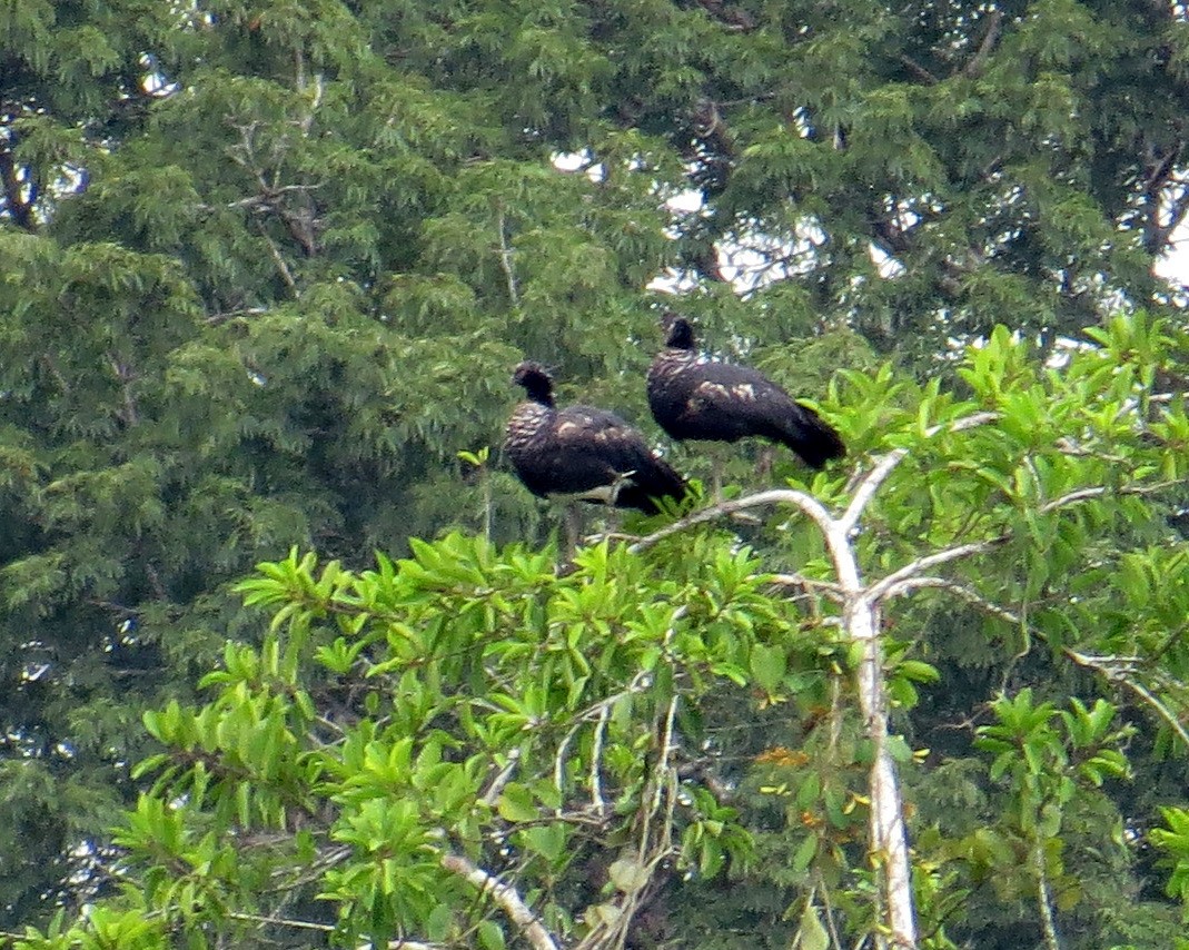 Horned Screamer - ML508105641