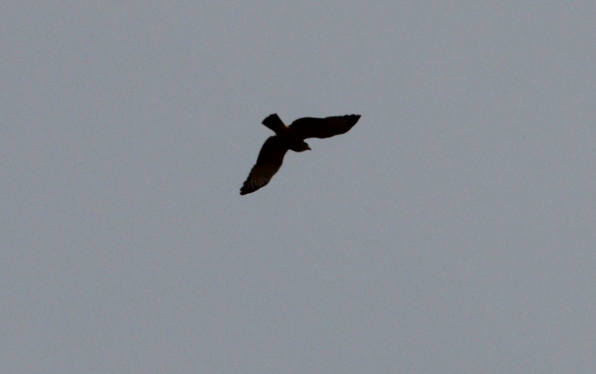 diurnal raptor sp. - Alexander Lees