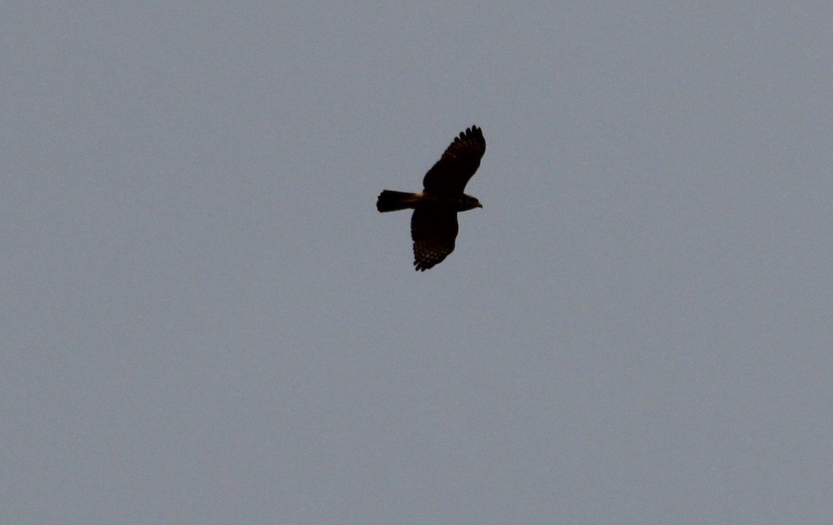 diurnal raptor sp. - ML50810601