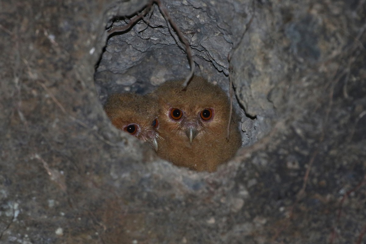 Philippine Scops-Owl - ML50810701