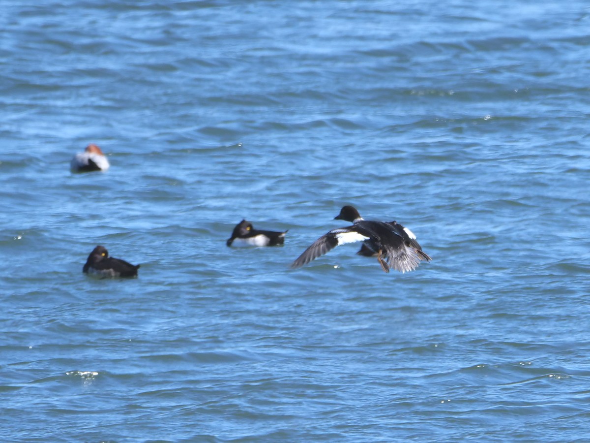 Common Goldeneye - ML508107751