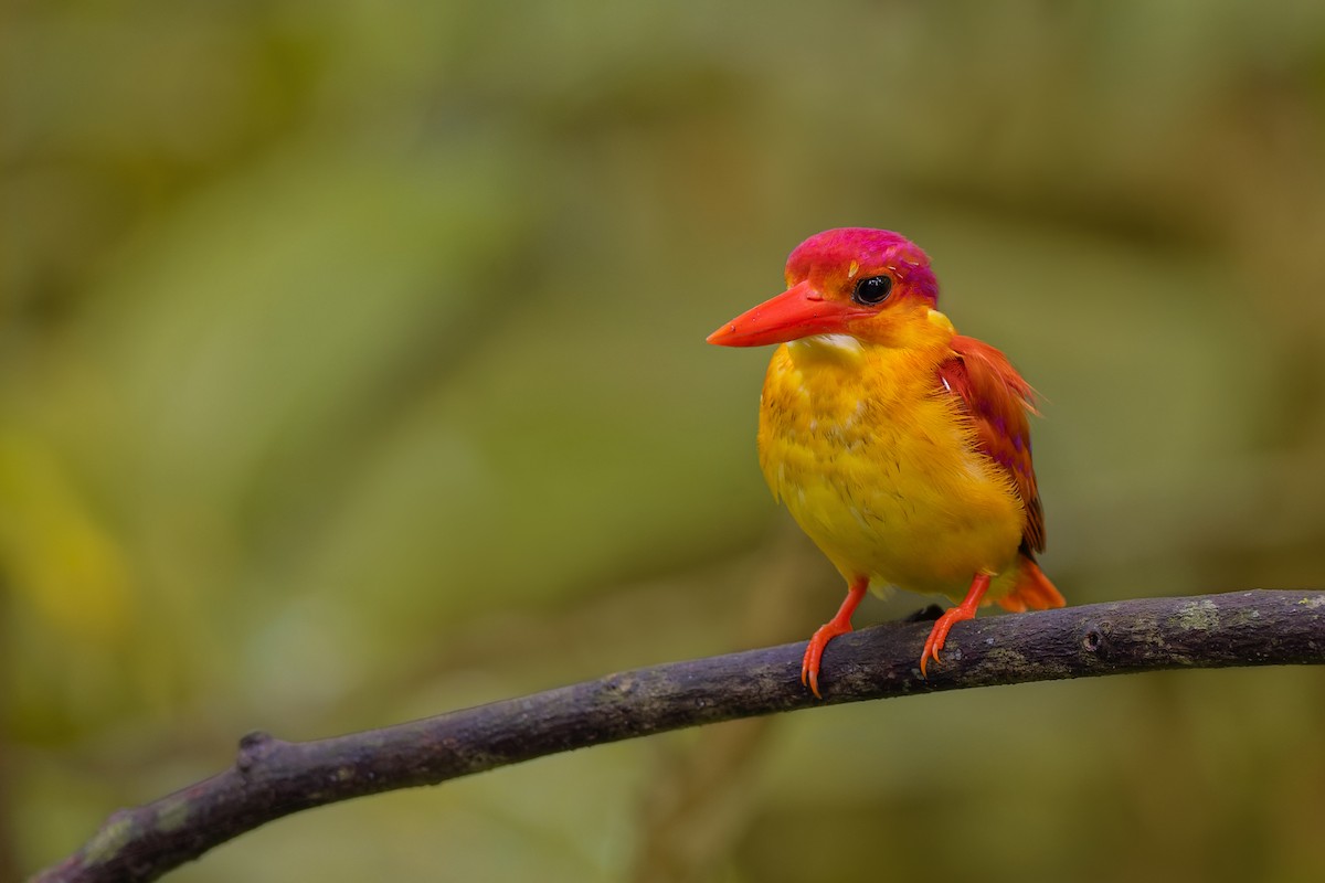 Rufous-backed Dwarf-Kingfisher - ML508108191