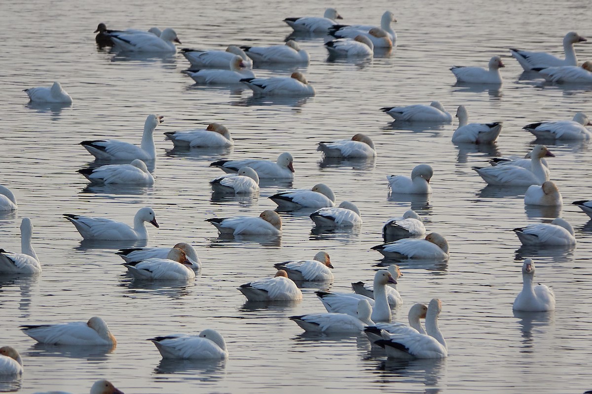 Snow Goose - ML508109131