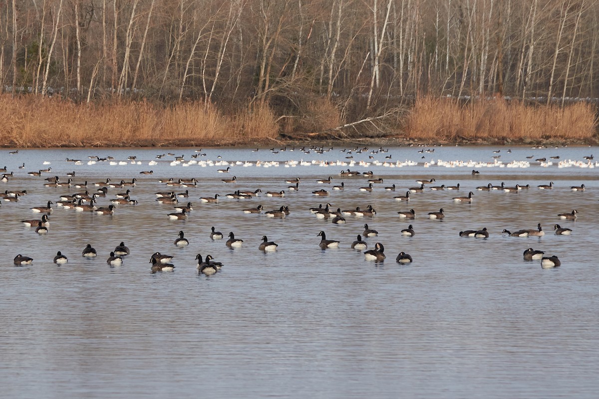 Snow Goose - ML508109141