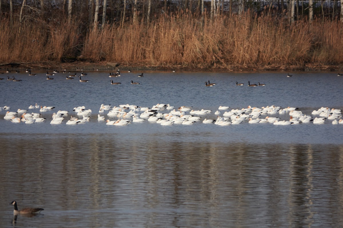 Snow Goose - ML508109151